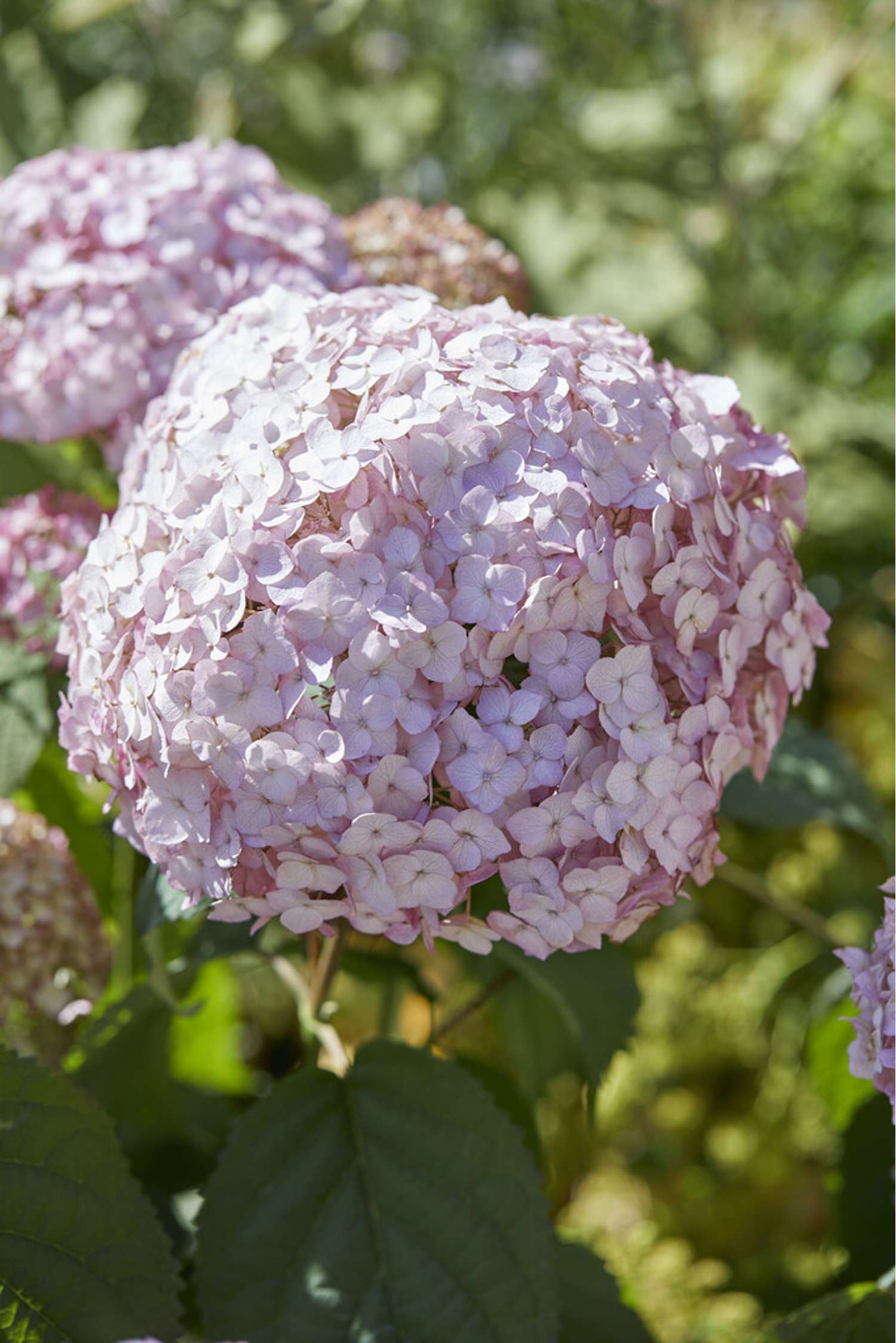 Pallohortensia 'Candybelle Bubblegum'